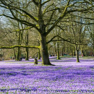 Krokusblüte im Schlosspark von Husum