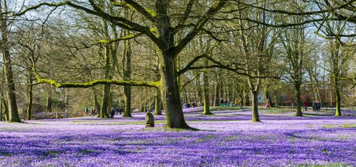 Krokusblüte im Schlosspark von Husum