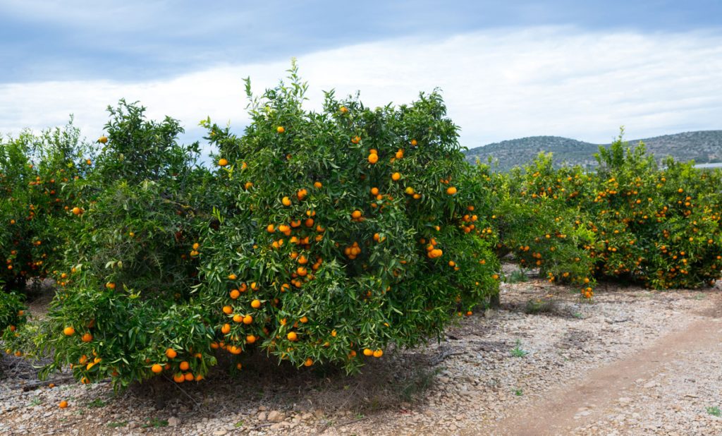 Orangen-Plantage