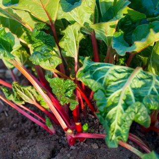 Rhabarber im Garten