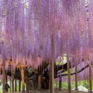 Uralter Blauregen im Ashikaga Flower Park