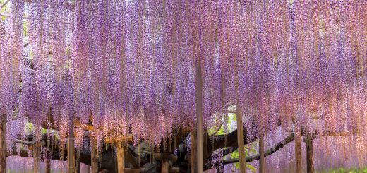 Uralter Blauregen im Ashikaga Flower Park