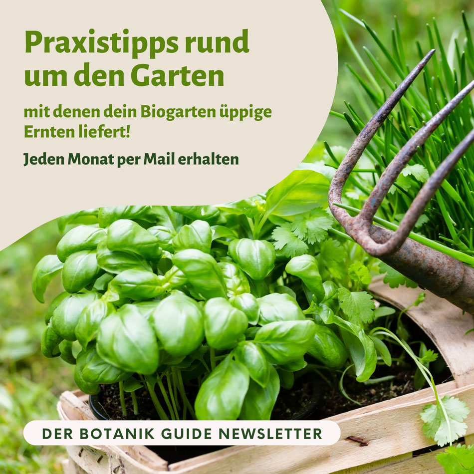 Gartentipps Newsletter Kräuter