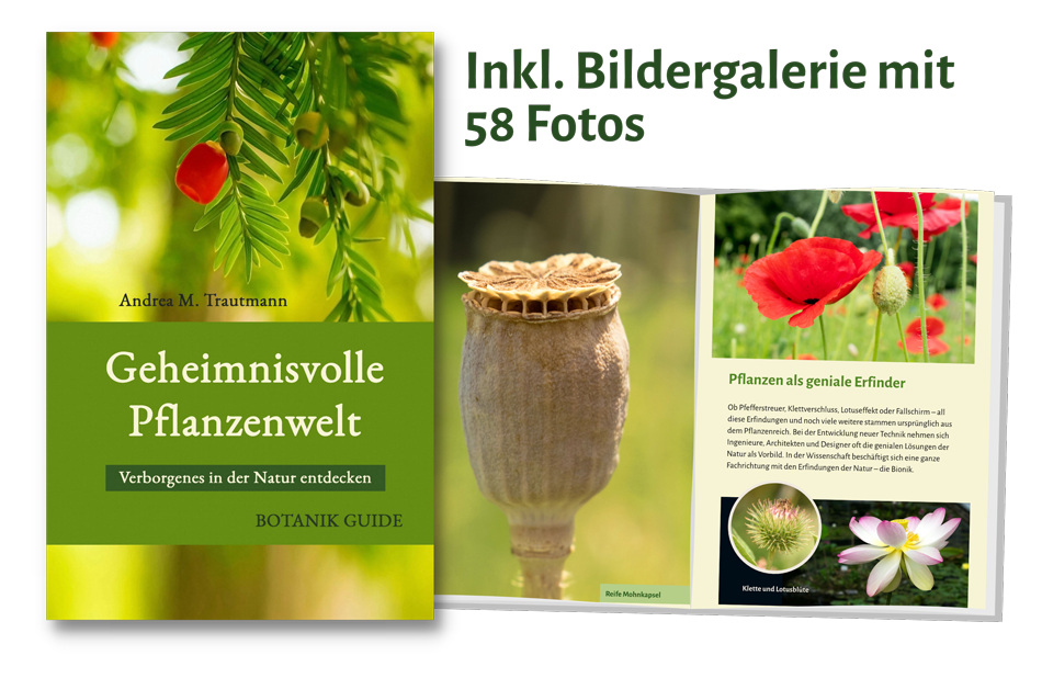 Geheimnisvolle Pflanzenwelt Buchvorschau