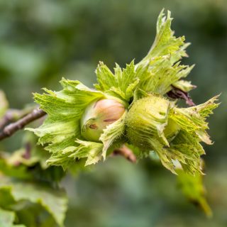 Haselnüsse am Strauch