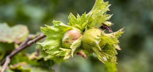 Haselnüsse am Strauch