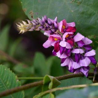 Kudzublüte