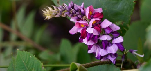 Kudzublüte