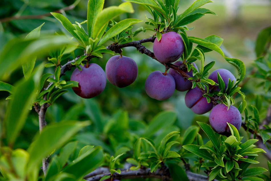 Pflaumenbaum mit Früchten