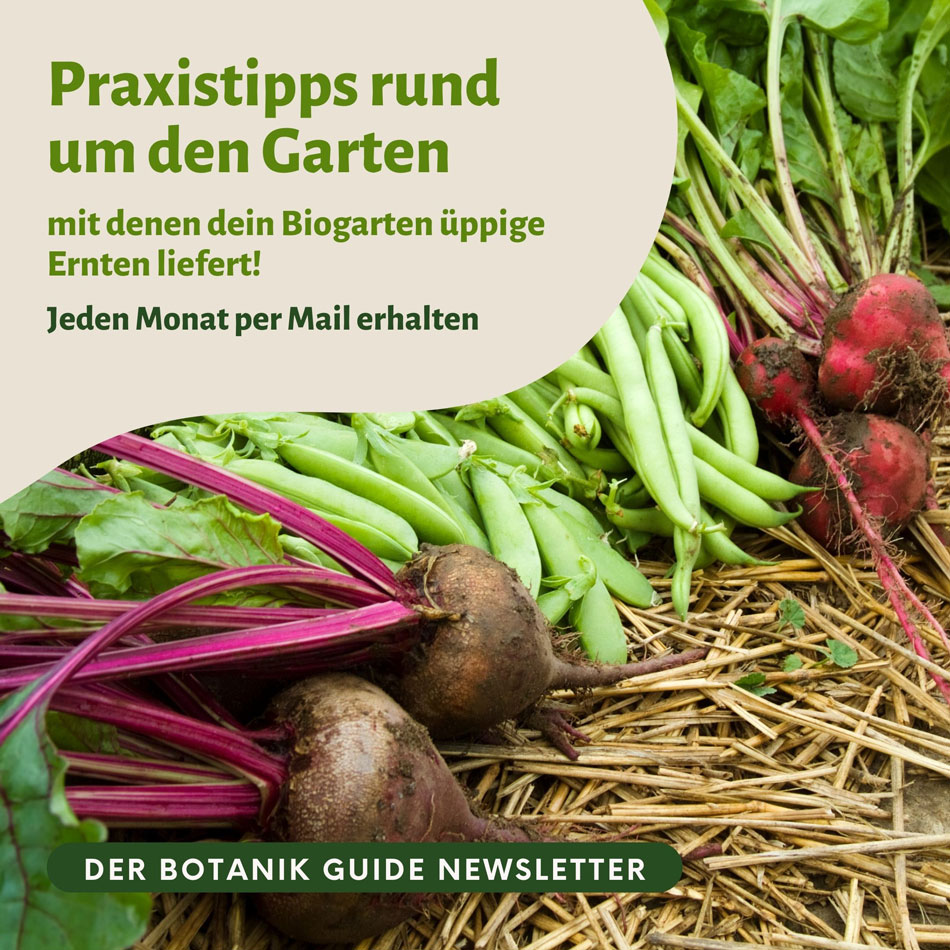 Gartentipps Gemüseanbau Newsletter 
