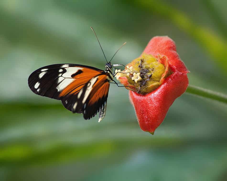 Kussmund-Pflanze wird von Schmetterling bestäubt.
