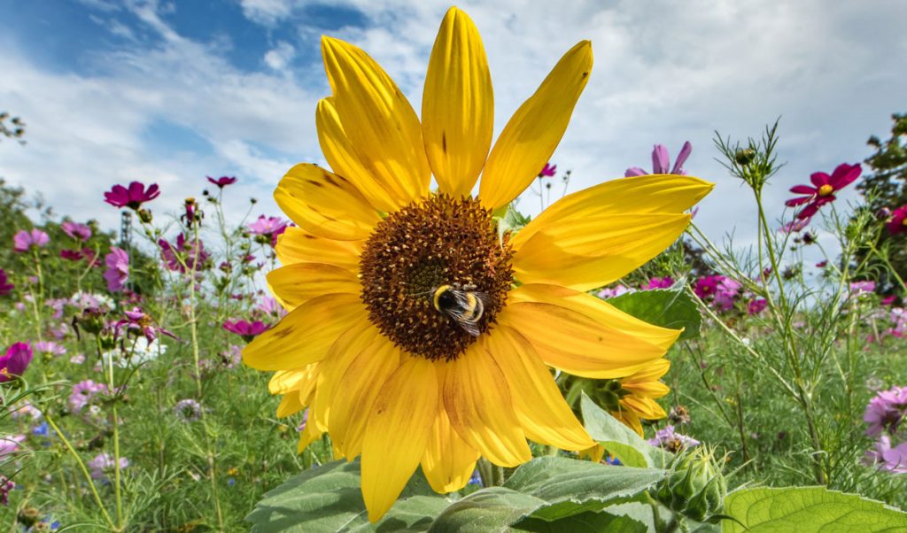 Sonnenblume auf einer Bienenweide