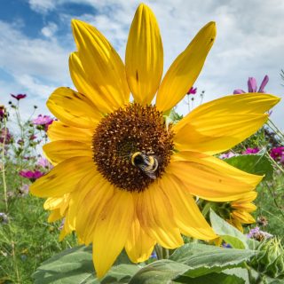 Sonnenblume auf einer Bienenweide
