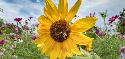 Sonnenblume auf einer Bienenweide