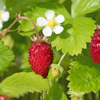 Walderdbeeren