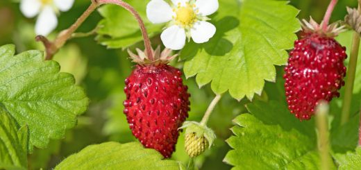 Walderdbeeren
