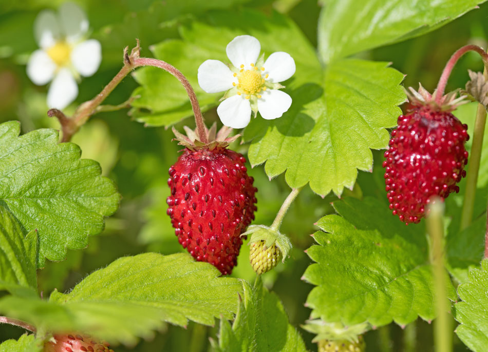 Walderdbeeren: Die aromatischsten aller Erdbeeren | Botanik Guide
