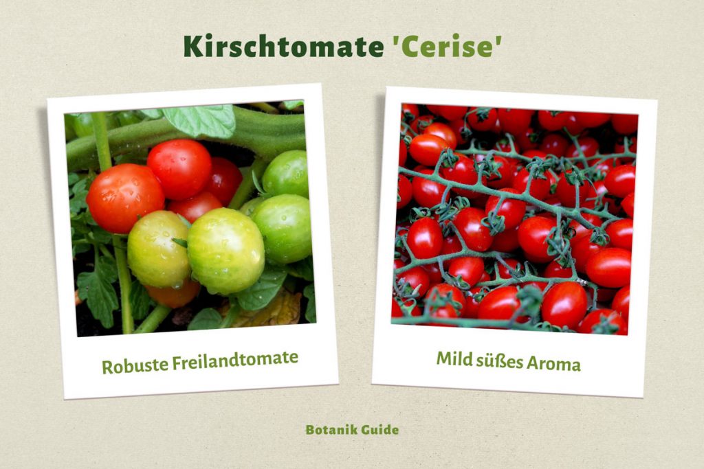 Kirschtomatensorten 'Cerise'