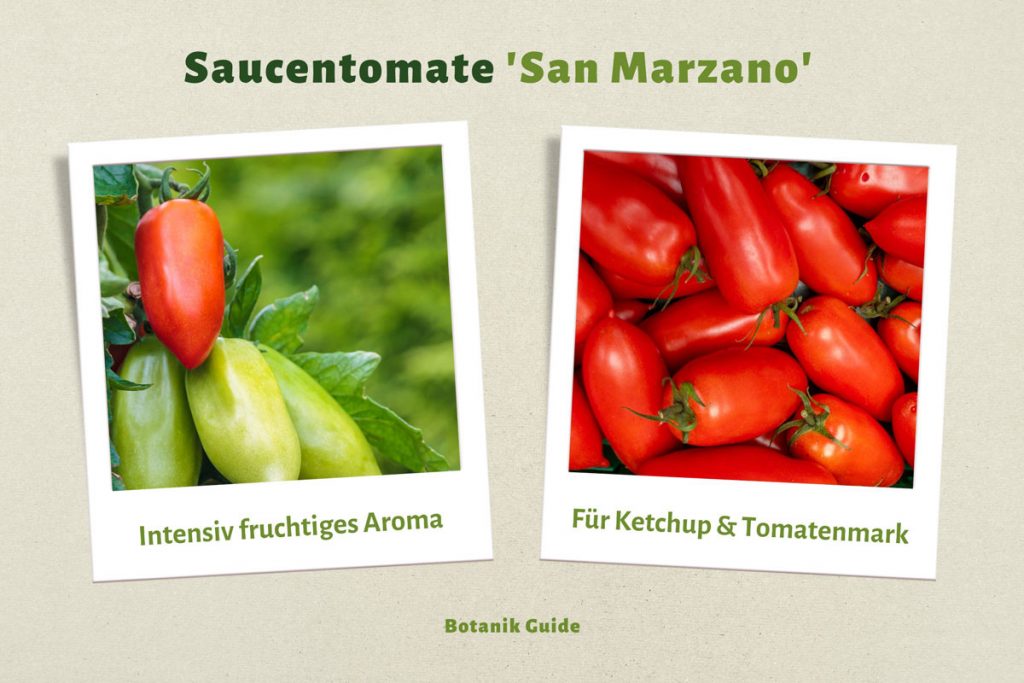 Tomatensorte 'San Marzano'