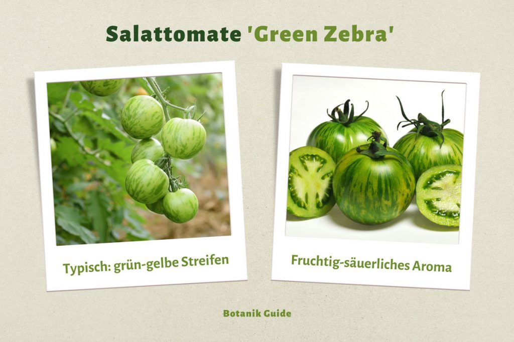 Tomatensorte 'Green Zebra', auch 'Grünes Zebra' genannt.