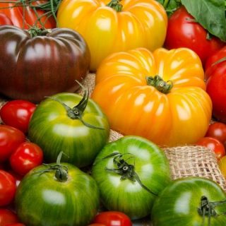 Bunte Tomatensorten
