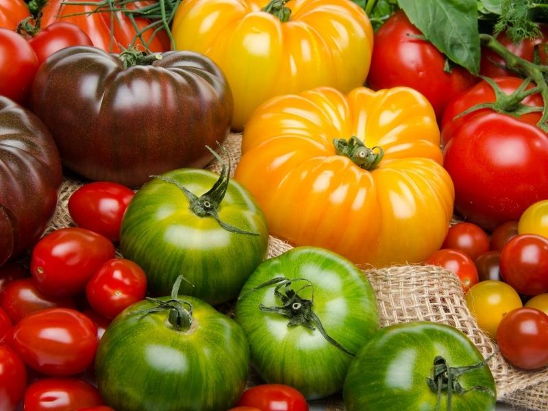 Bunten Tomatensorten
