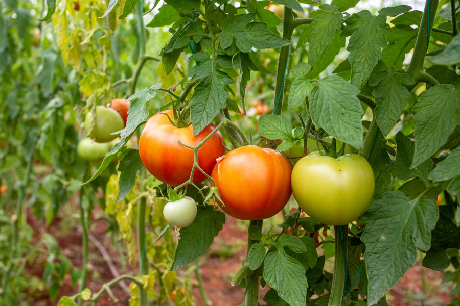 Tomaten reifen im Garten heran.