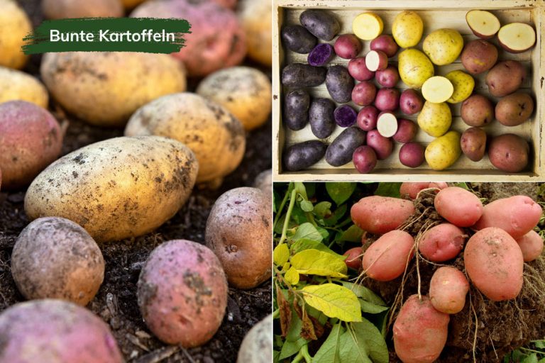 15 Alte Kartoffelsorten Die leckerste Kartoffelvielfalt wiederentdeckt