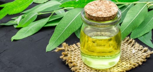 Eukalyptusöl und Blätter