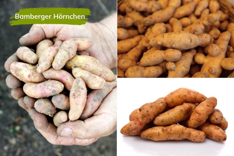 15 Alte Kartoffelsorten: Die leckerste Kartoffelvielfalt wiederentdeckt 15 Alte Kartoffelsorten: Die leckerste Kartoffelvielfalt wiederentdeckt