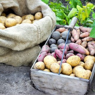 Alte Kartoffelsorten