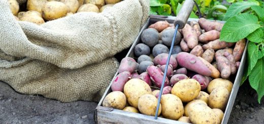 Alte Kartoffelsorten