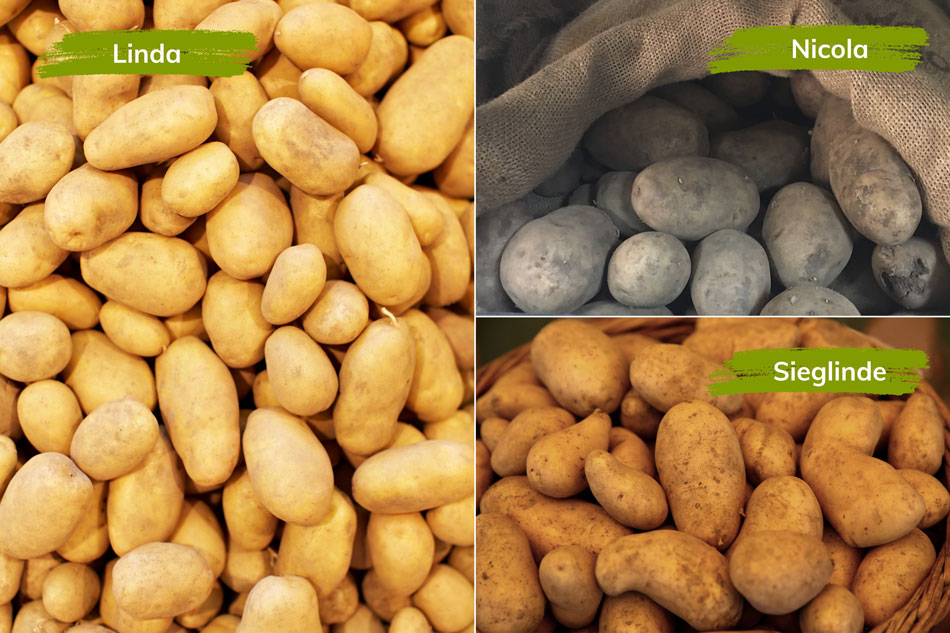 Alte Kartoffelsorten 'Linda, 'Sieglinde' und 'Nicola'.