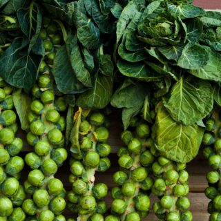 Rosenkohl: Reif zum Ernten