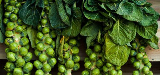 Rosenkohl: Reif zum Ernten