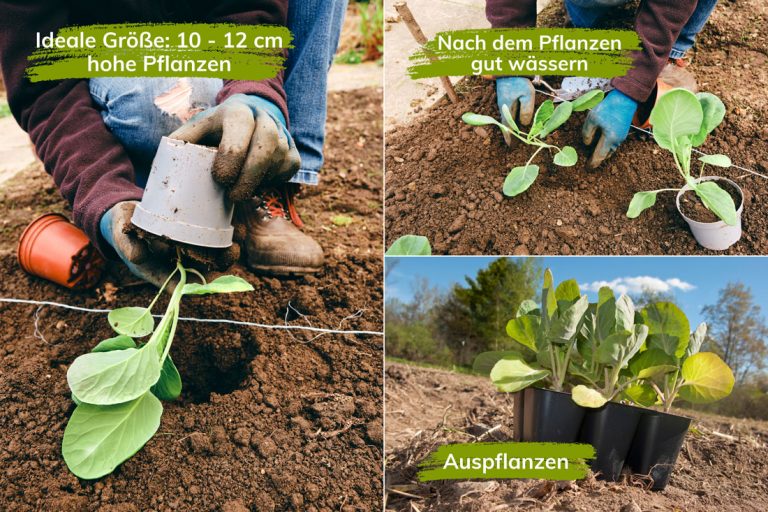 Rosenkohl pflanzen So gelingt der Anbau Botanik Guide