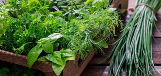 Frische aromatische Kräuter