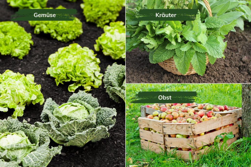 Gemüse, Kräuter und Obst im Garten