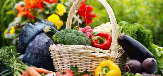 Gemüseernte aus dem Garten.