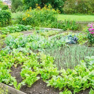 Gemüsegarten