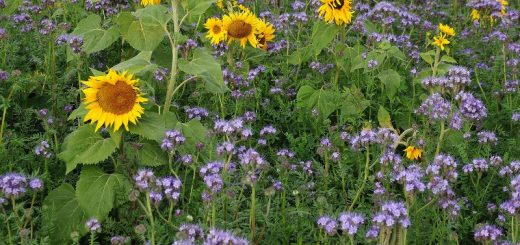 Gründüngung Phacelia und Sonnenblume