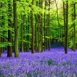 Hasenglöckchen (Bluebells) im Buchenwald