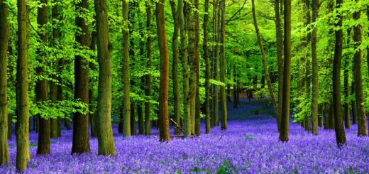 Hasenglöckchen (Bluebells) im Buchenwald