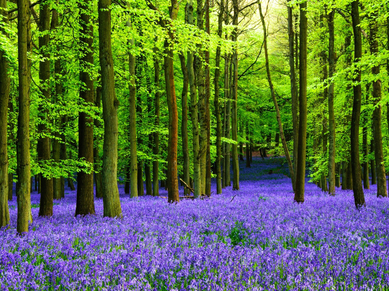 Im Wald der blauen Blumen (Bluebells / Hasenglöckchen)