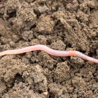 Regenwurm
