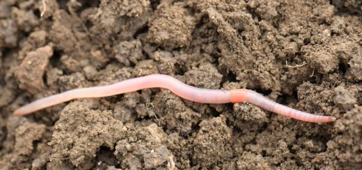 Regenwurm