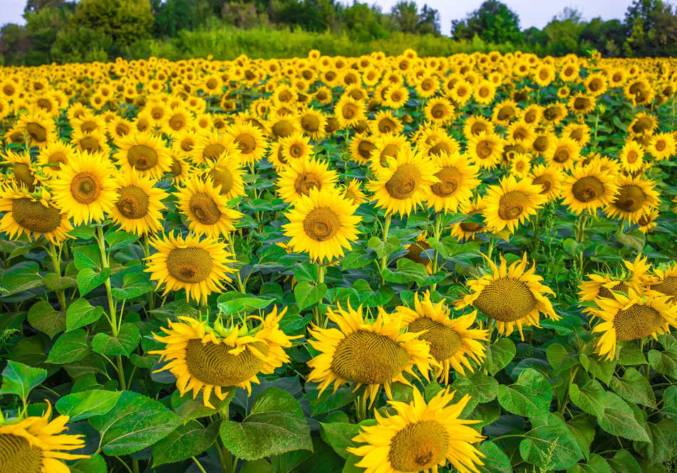 Sonnenblumen als Gründüngung