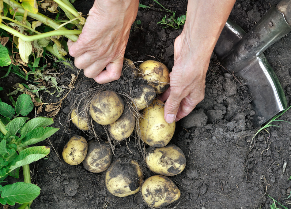 Frühere Kartoffelernte durch Vorkeimen der Knollen.