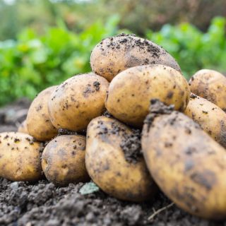 Frühkartoffeln