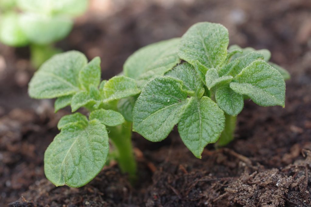 Junge Kartoffelpflanze